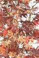 Plante artificielle Aralia automne - érable synthétique pour intérieur - H.150cm