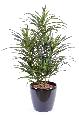 Plante artificielle Dracaena Anita - décoration d'intérieur - H.75cm vert