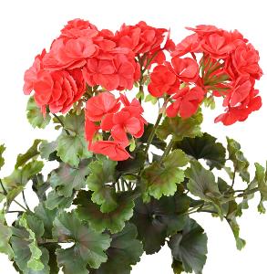 Plante artificielle fleurie Géranium UV 6 têtes - intérieur extérieur - H.35cm rouge