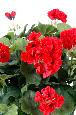 Plante fleurie artificielle - Géranium en piquet - H.35 cm rouge