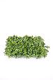 Plaque végétale artificielle Buis - feuilles UV résistant - 25x25cm vert