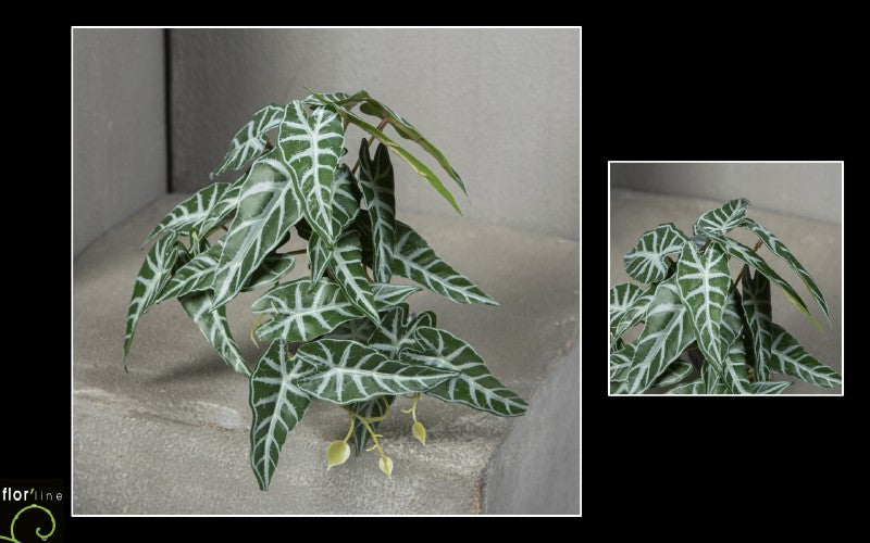 Chute d'alocasia panaché vert et blanc - décoration intérieure - H.18 cm - S4