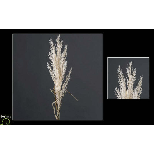 Herbe de la Pampa Pumila artificielle - Collection Pastel crême hauteur 105 cm - NO2