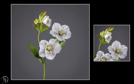 Hellébore artificielle crème tachetée - H.57 cm – Élégance naturelle et raffinement hivernal - R2