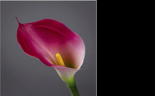 Fleur artificielle Arum - décoration d'intérieur - H. 65cm crème/fuchsia - P4