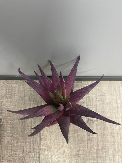 Plante artificielle Aloe en piquet - décoration intérieure - H.18cm - violet - S4