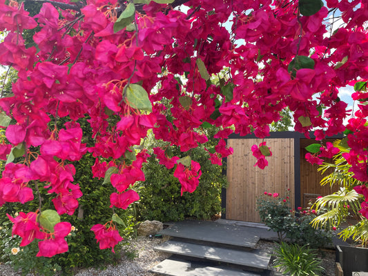 Arbre Bougainvillier artificiel « Lilas des Indes » parasol – 300 cm – Fuchsia / Pourpre