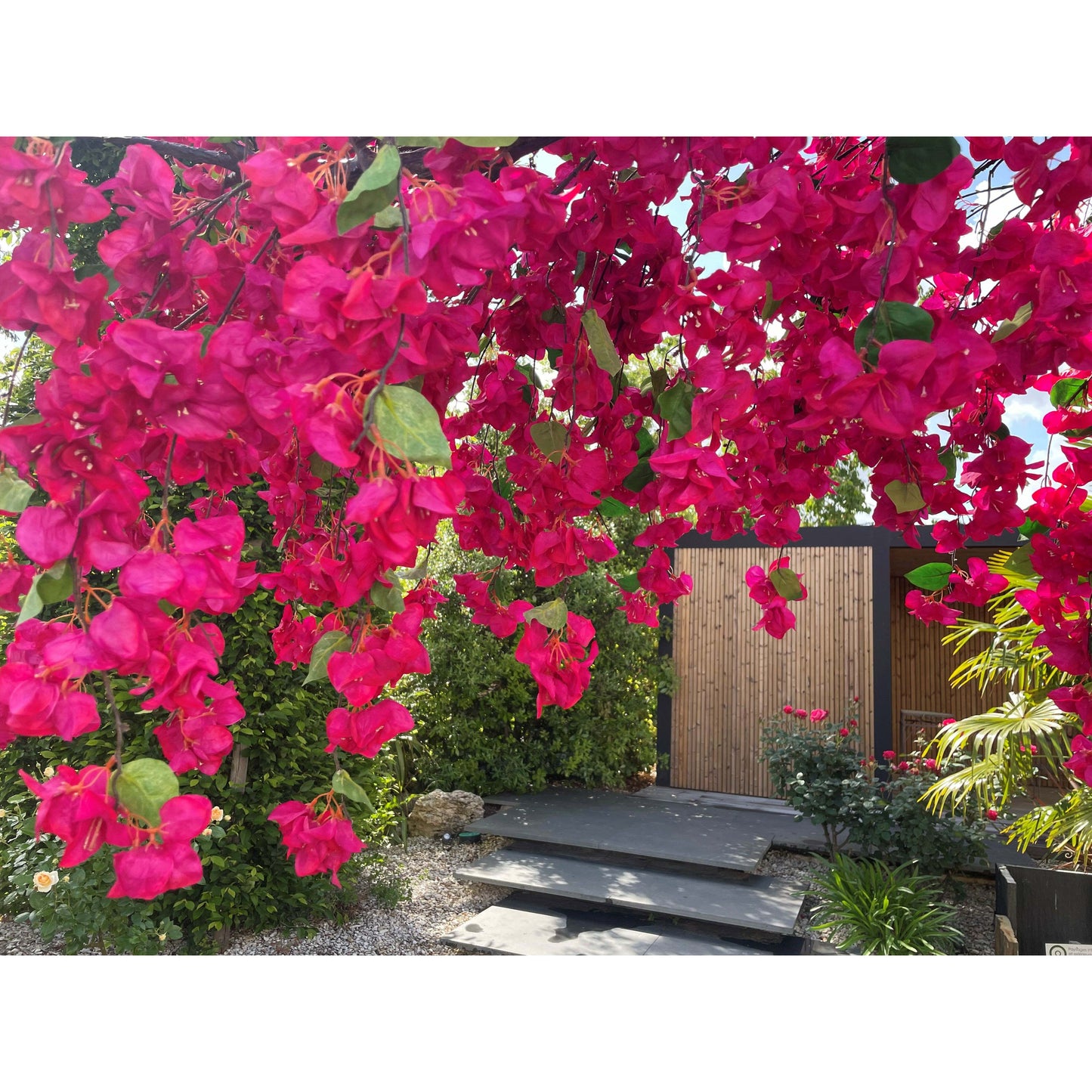 1/2 Arche de Bougainvillier artificiel « Lilas des Indes » – 300 cm – Fuchsia / Pourpre