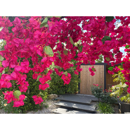 1/2 Arche de Bougainvillier artificiel « Lilas des Indes » – 300 cm – Fuchsia / Pourpre