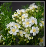 BOUQUET DE WAX 12 TIGES - décoration d'intérieur - haut. 45 cm-  S4