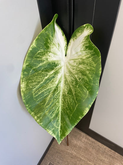 Feuille artificielle de Caladium Polyfoam - décoration d'intérieur - H.60cm - Vert panaché - Q4