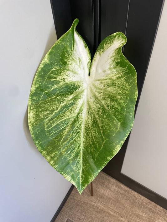 Feuille artificielle de Caladium Polyfoam - décoration d'intérieur - H.60cm - Vert panaché - Q4