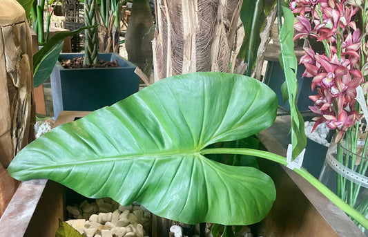 Feuille artificielle de Caladium géante - décoration d'intérieur - H.70cm vert