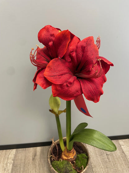 Amaryllis artificielle en pot - décoration intérieure - H.69cm - rouge