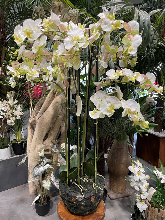 Fleur artificielle Orchidée Phalaénopsis en motte - plante d'intérieur - H.140cm crème