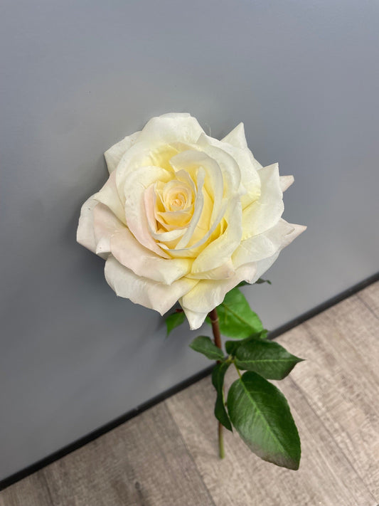 Rose ouverte Floribunda reality - H.60cm - crème