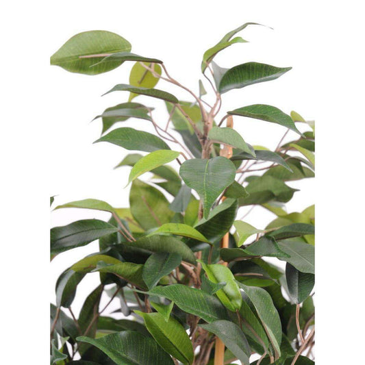 Arbre artificiel Ficus Natasja 5 têtes - plante synthétique intérieur - H.170cm