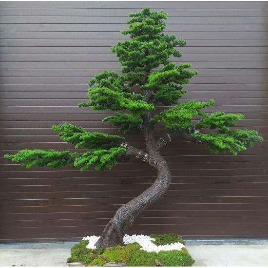 Arbre artificiel forestier Pin Bonsaï Luxe - décoration d'intérieur