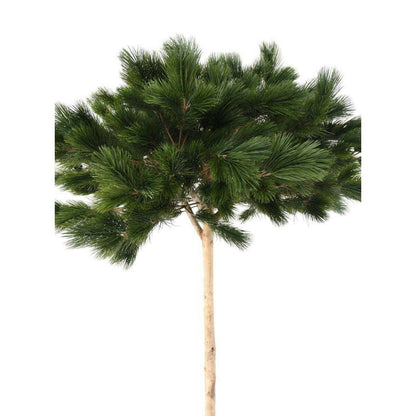 Arbre artificiel forestier Pin Umbrella - arbre méditerranéen intérieur - H.210cm