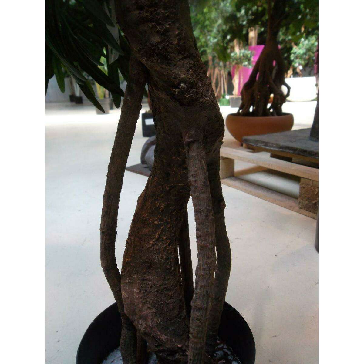 Arbre artificiel Podocarpus Tree 5 têtes - plante artificielle intérieur - H.140cm