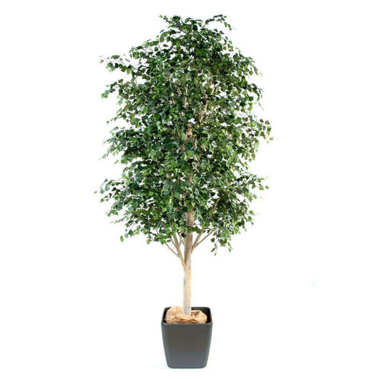 Arbre forestier Bouleau artificiel - décoration intérieure - H.300cm