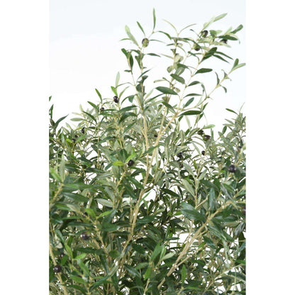 Arbre fruitier artificiel Olivier large - plante d'intérieur - H.215cm
