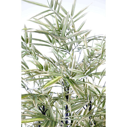 Bambou artificiel Shiroshima feuillage vert blanc cannes noires - intérieur - H.160cm