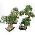 Bonsaï Aralia arbre miniature en coupe - plante synthétique intérieur - H.50cm