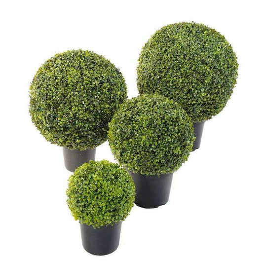 Buis Boule en pot Ø.50cm