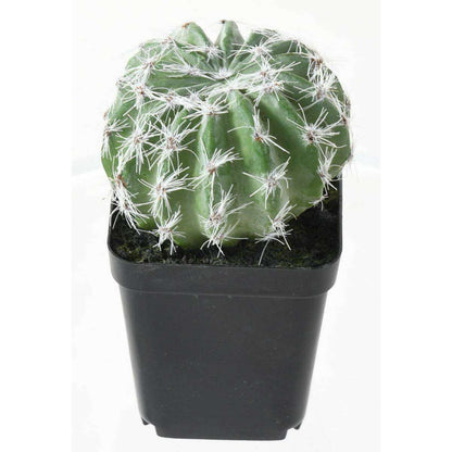 Cactus artificiels assortiment de 4 plantes - plante synthétique d'intérieur - H.20cm
