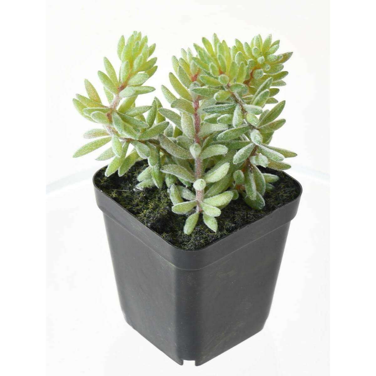 Cactus artificiels assortiment de 4 plantes - plante synthtique d'intrieur  - H.20 cm  ArtificielFlower