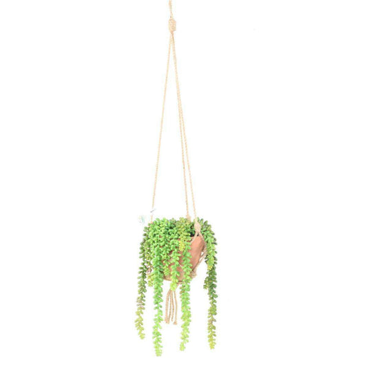 Composition artificielle Crassula macramé - Feuillage intérieur - H.35cm vert
