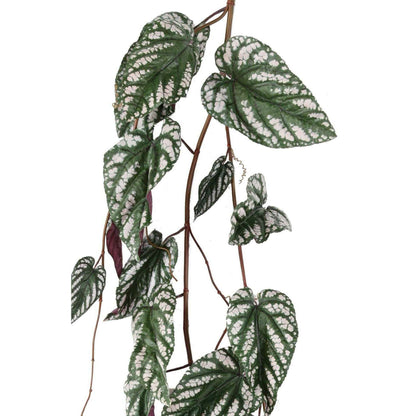 Feuillage artificiel chute de Bégonia Muculata - plante retombante d'intérieur - H.230cm