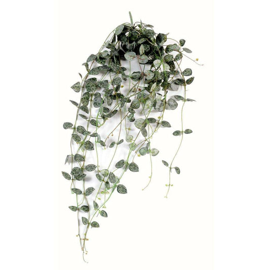 Feuillage artificiel chute de Ceropegia - Chaîne des cœurs pour intérieur - H.60cm