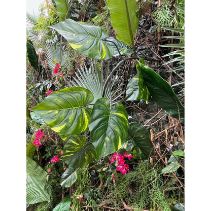 Guirlande artificielle Pothos géant - décoration d'intérieur - H.180cm panaché