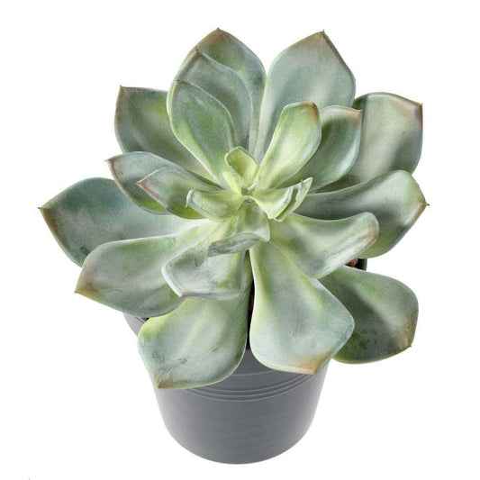 Mini plante artificielle Succulente - cactus artificiel intérieur - H.12cm