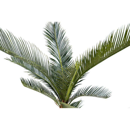 Palmier artificiel Cycas baby 10 feuilles - intérieur extérieur - H.60cm vert