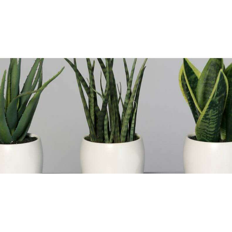 Plante artificielle 3 succulentes pots blancs en céramique - cactus d'intérieur - H.25cm