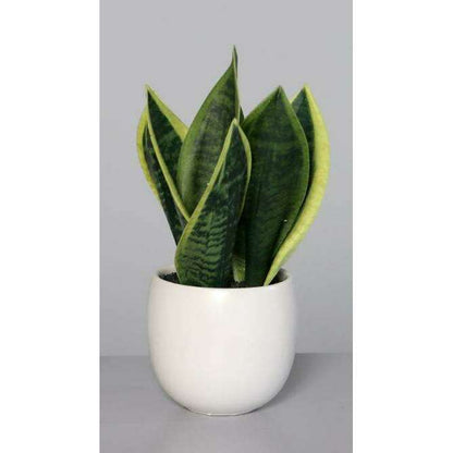 Plante artificielle 3 succulentes pots blancs en céramique - cactus d'intérieur - H.25cm