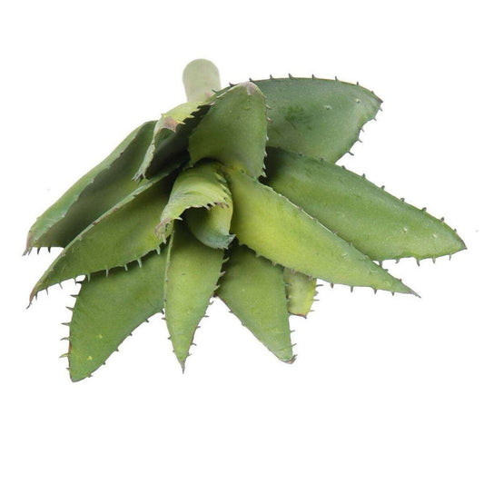 Plante artificielle Aloevera en piquet - cactus artificiel 12 feuilles - H.26cm vert