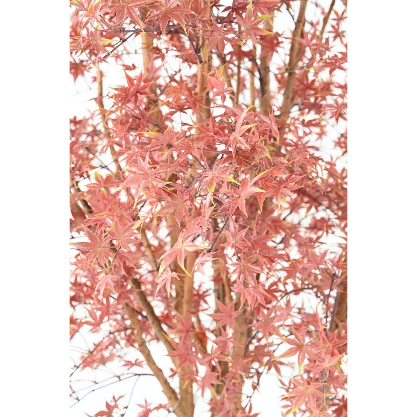 Plante artificielle Aralia Tree PE UV (érable) - intérieur extérieur - H.270cm rouge