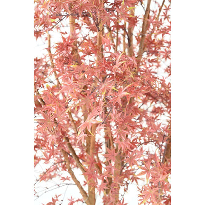 Plante artificielle Aralia Tree PE UV (érable) - intérieur extérieur - H.270cm rouge