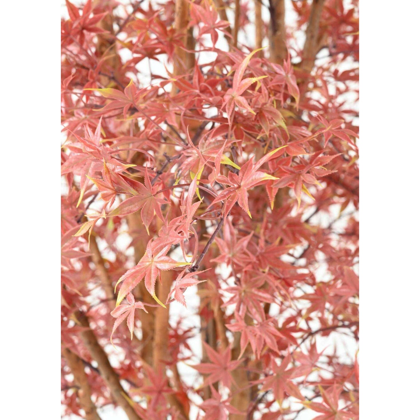 Plante artificielle Aralia Tree PE UV (érable) - intérieur extérieur - H.270cm rouge