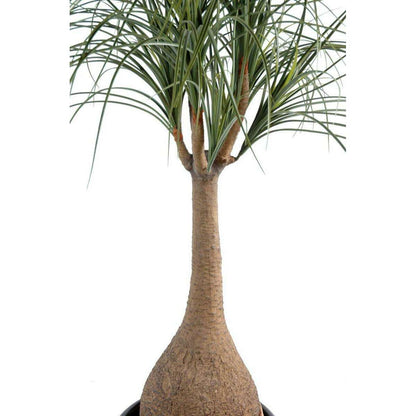 Plante artificielle Beaucarnea Pied d'éléphant - intérieur - H. 125cm
