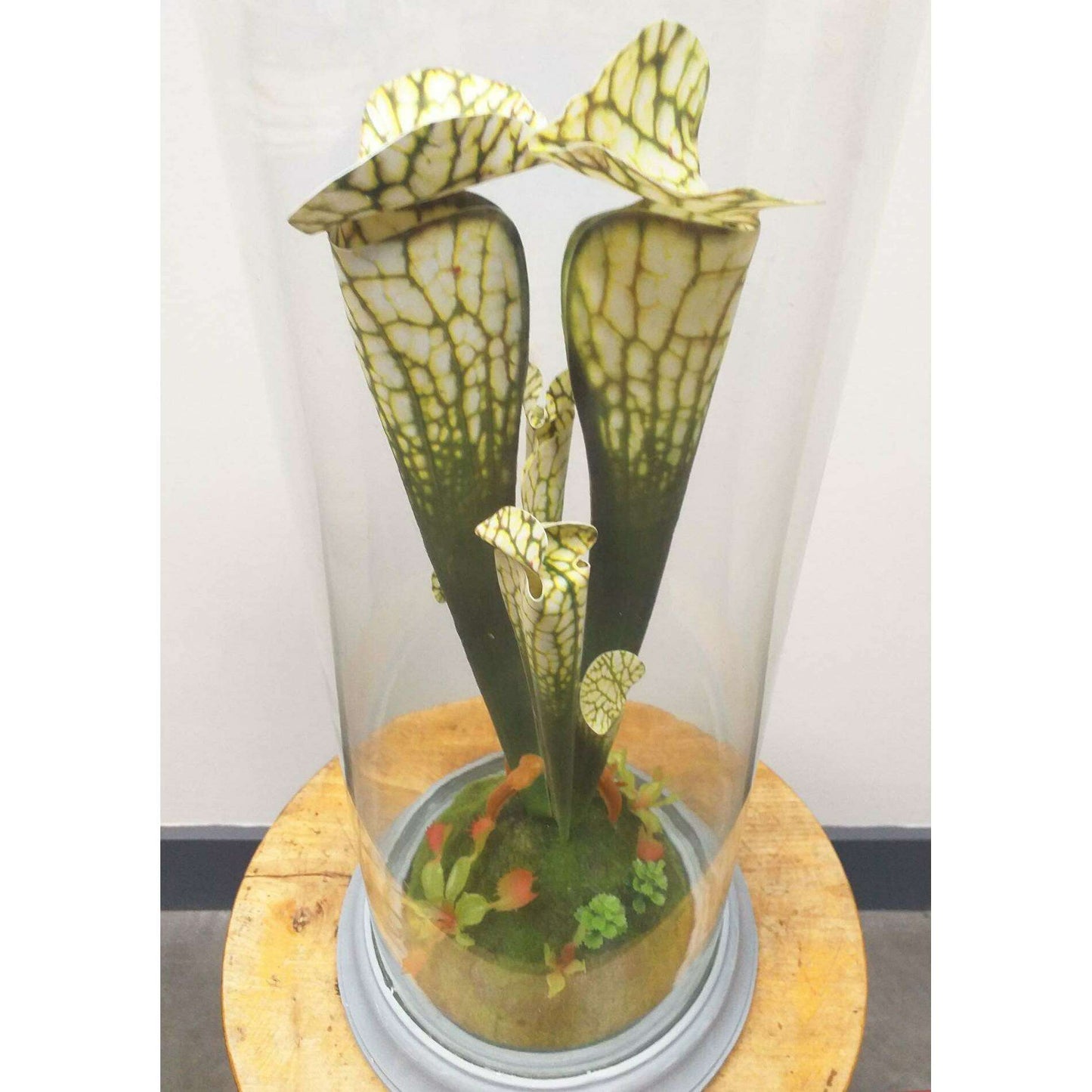 Plante artificielle carnivore sous cloche en verre - déco intérieur - H.46cm vert