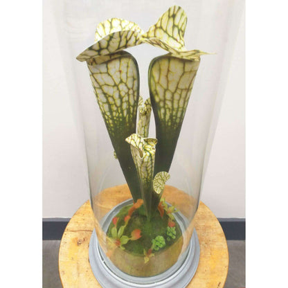 Plante artificielle carnivore sous cloche en verre - déco intérieur - H.46cm vert