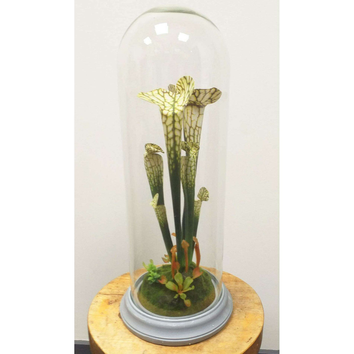 Plante artificielle carnivore sous cloche en verre - déco intérieur - H.46cm vert
