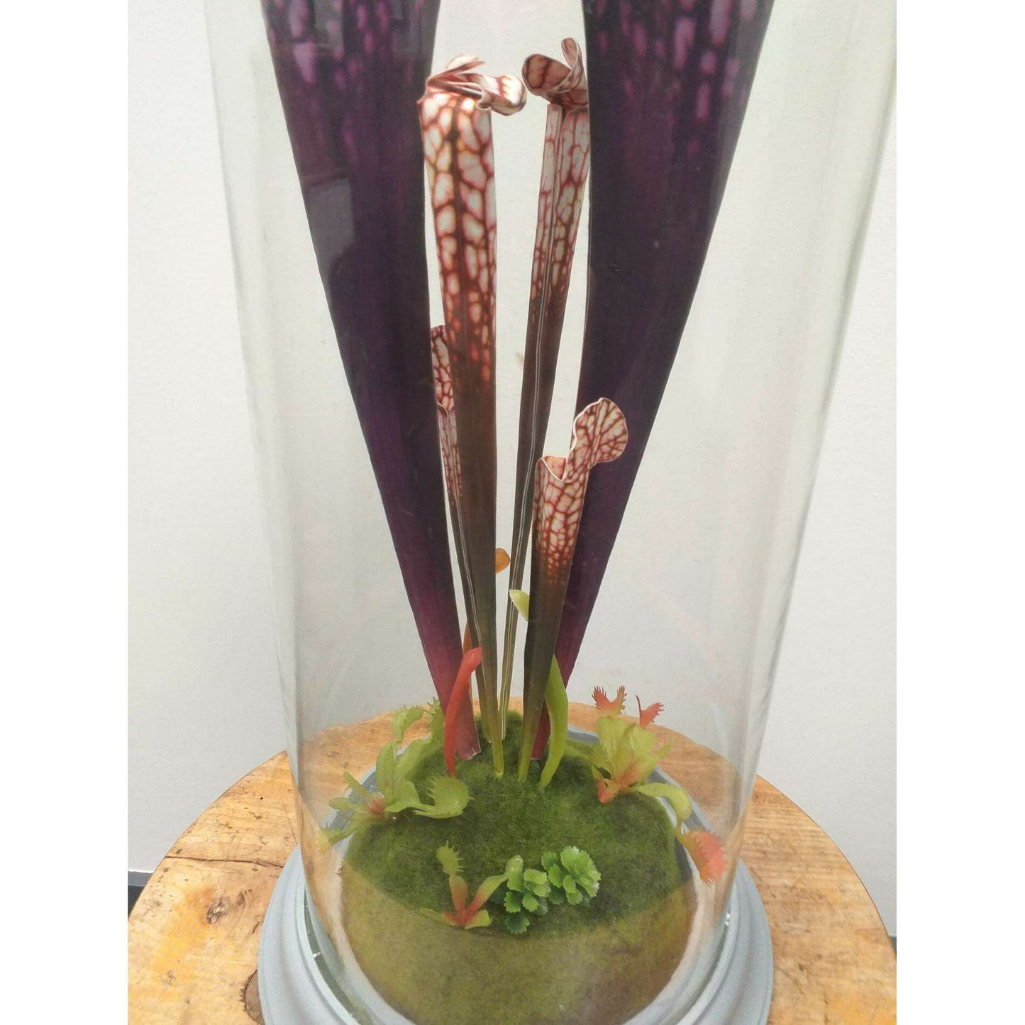 Plante artificielle carnivore sous cloche en verre - déco intérieur - H.46cm violet