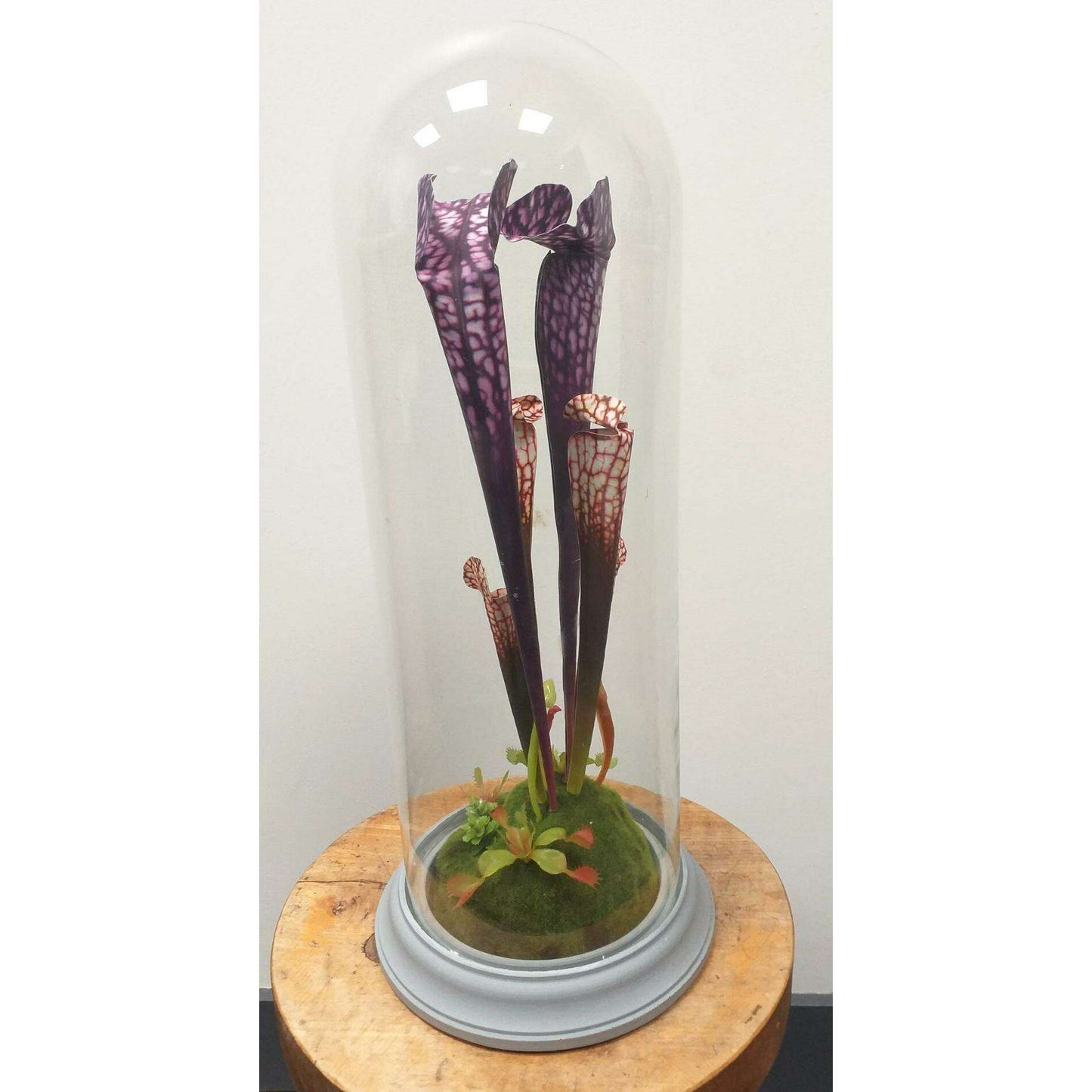 Plante artificielle carnivore sous cloche en verre - déco intérieur - H.46cm violet