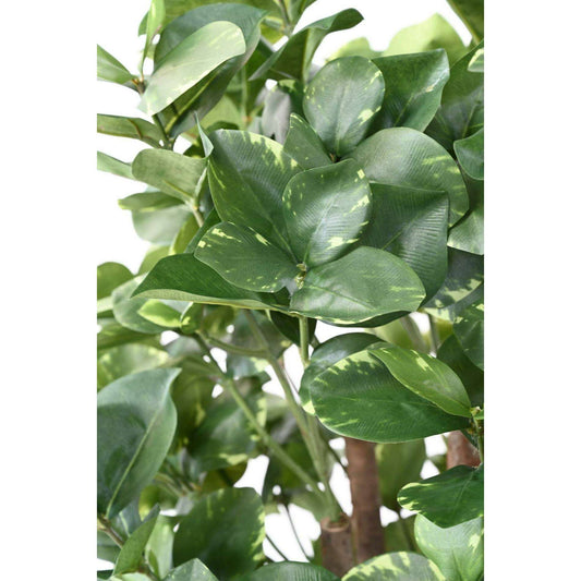 Plante artificielle Clusia Variegata - décoration d'intérieur - H.150cm panaché